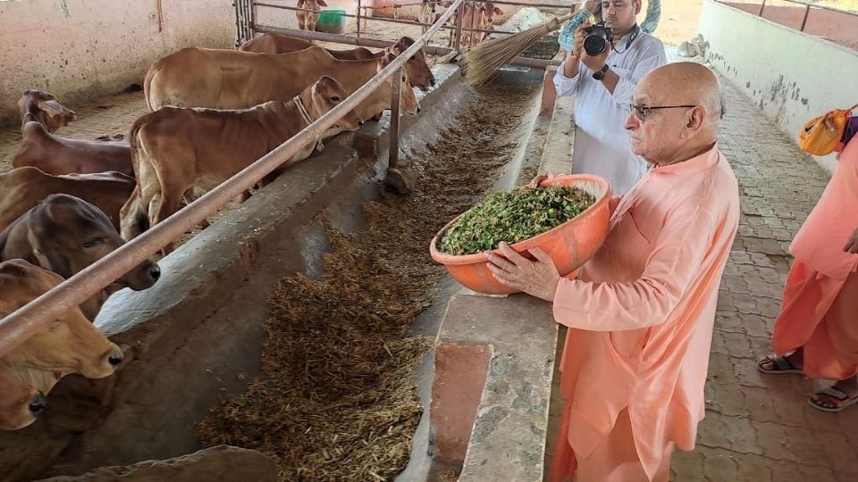 ISKCON Sri Gokul Gaushala